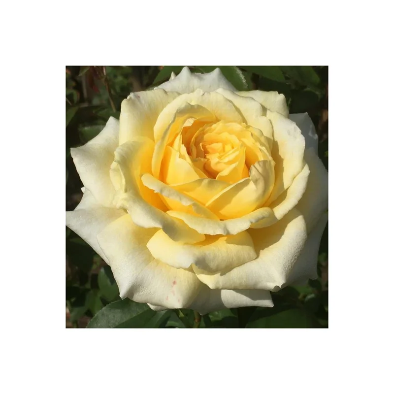 ibspot-44001891