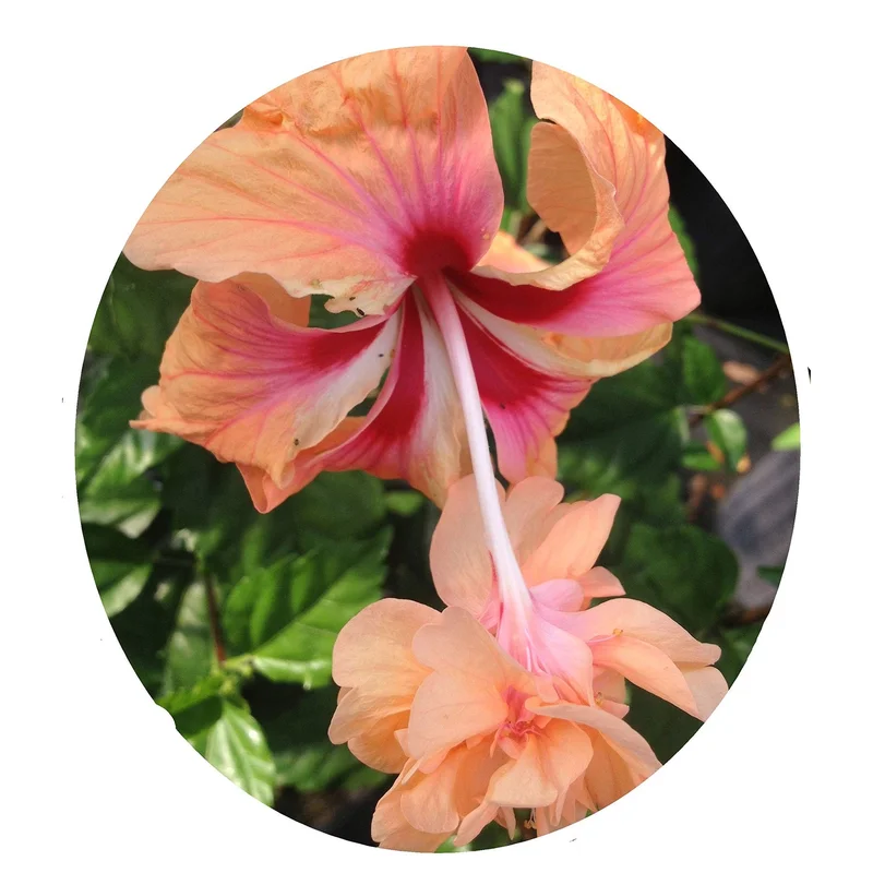 ibspot-45236190
