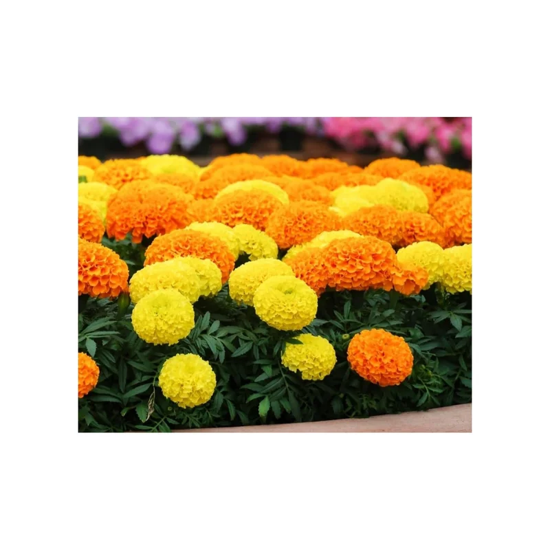 ibspot-45582389