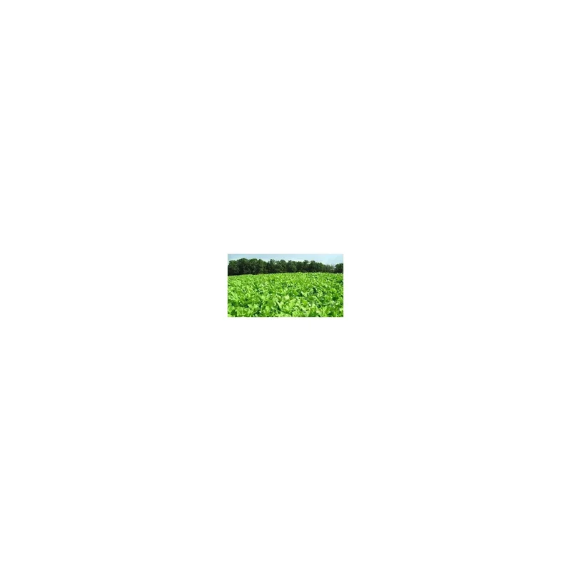 ibspot-54410484