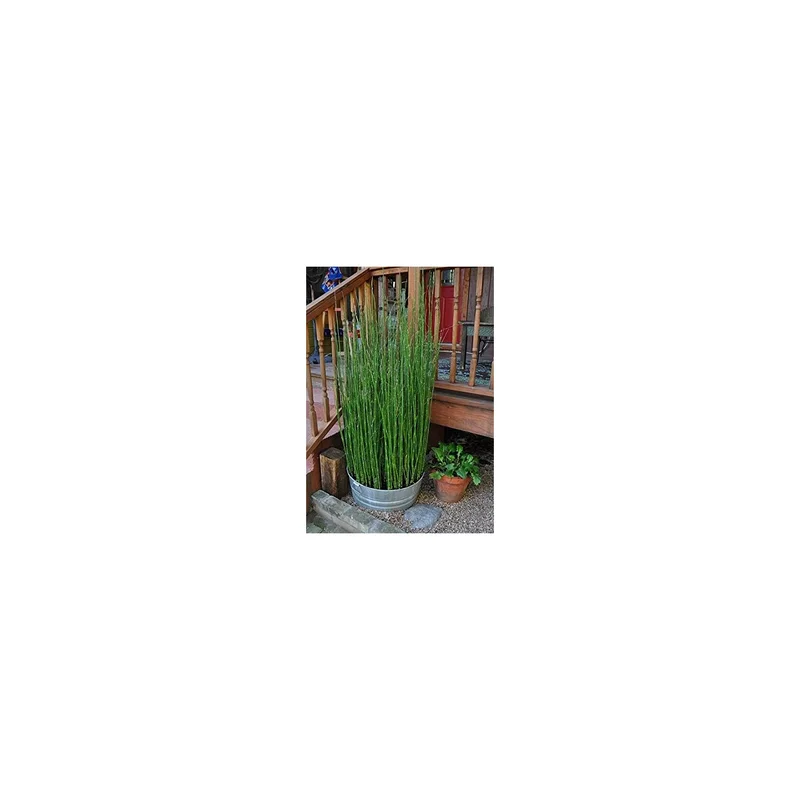 ibspot-54420338