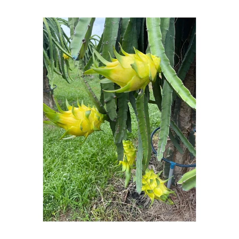 ibspot-567755